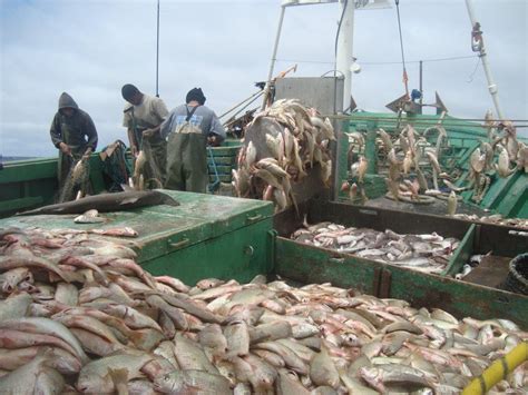 Centro Acad Mico De Engenharia De Pesca Artigo Um Por Todos E Todos