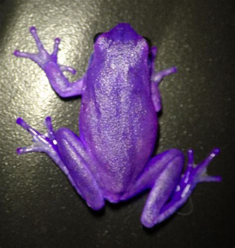 Purple Frog | Frog, Purple, Purple trees