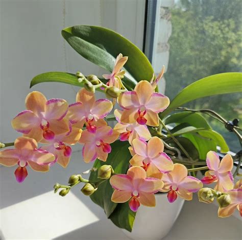 Orchid Growing Mistakes New Gardeners Make + Solutions