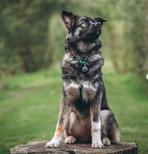 Newfoundland Husky Mix Breed Information