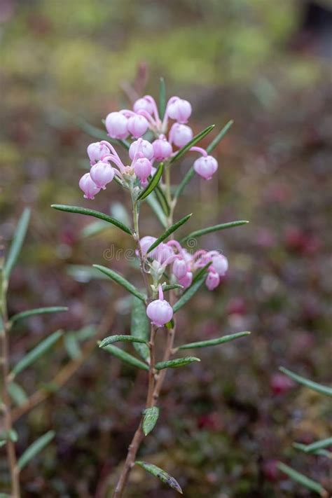 Bog-rosemary Andromeda Polifolia, with Pink Bell Flowers Stock Photo ...