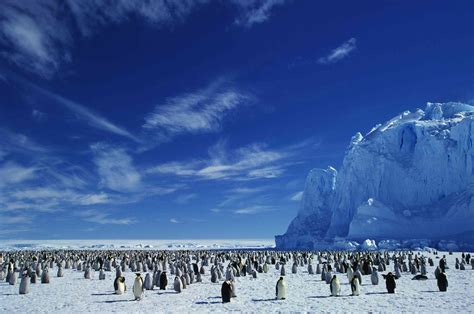 10 Places Where Penguins Live In The Wild