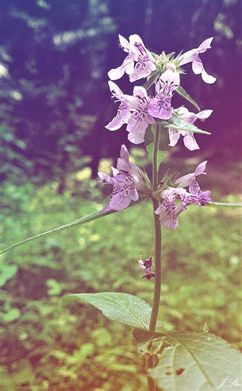 Stachys palustris Czyściec błotny by J Sto