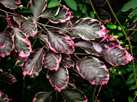 Tri-Color Beech Trees For Sale Online | The Tree Center™