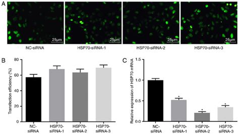 Successful Transfection Was Confirmed Based On Gfp Expression Observed