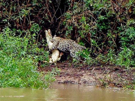 Animais E A Natureza