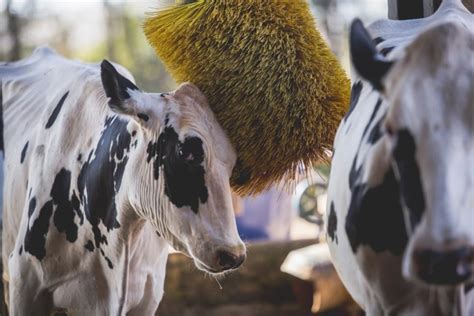 Atividades Pecu Rias Agrindus Sa