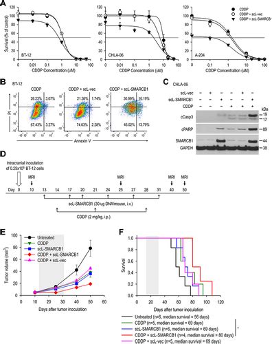 Full Article SMARCB1 Gene Therapy Using A Novel Tumor Targeted