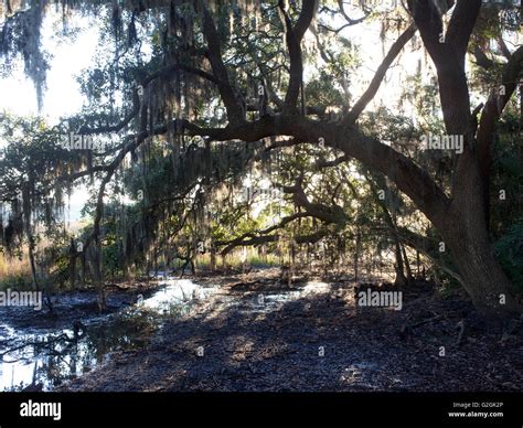 South Carolina Landscape Hi Res Stock Photography And Images Alamy