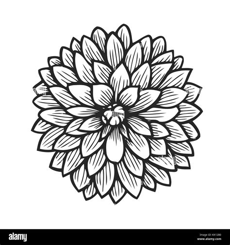 Black Dahlia Flower Drawing