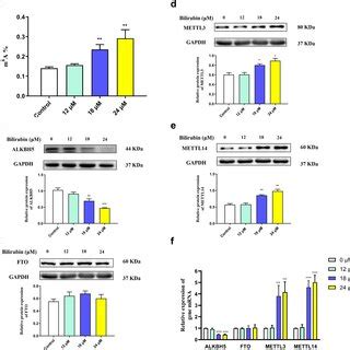 Differential M A Modification Profiles In Pc Cells A The Sequence