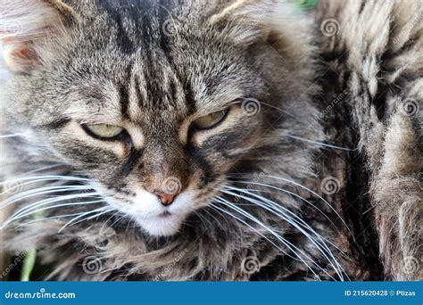 Cerrar El Retrato De Un Gato Gato Esponjoso Rayado Gris Con Cara Seria