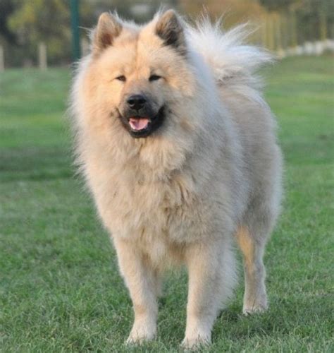 Eurasier Dog Chow Chow Samoyed Keeshond Mix Info Temperament