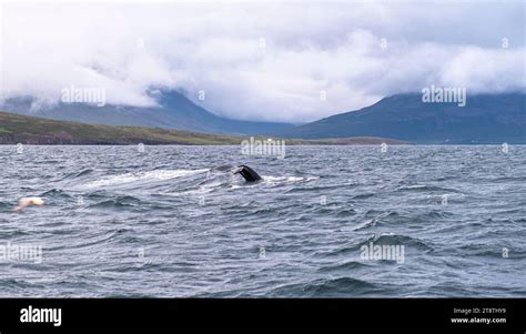 Whale Watching Tour Fluke Of Humpback Whale Megaptera Novaeangliae Husavik North Iceland