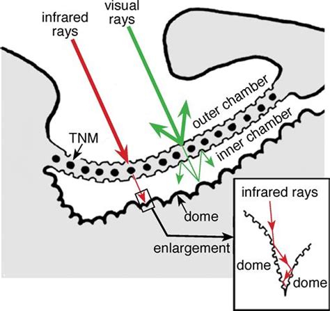 Infrared Organs Of Snakes An Integral Part Of Vision