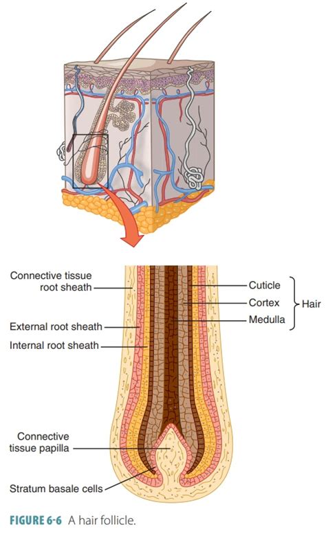 Hair Root