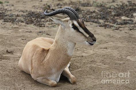 Spiral Horned Antelope Photograph By John Telfer