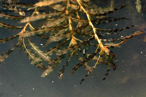 Curly Leaf Pondweed Ewa Guide To Common Invasive Species In Middlesex