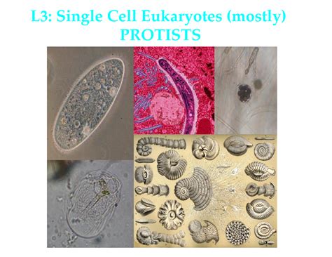 Biol227t3w2019 Protists Lecture Notes Dr Sterling L3 Single Cell Eukaryotes Mostly