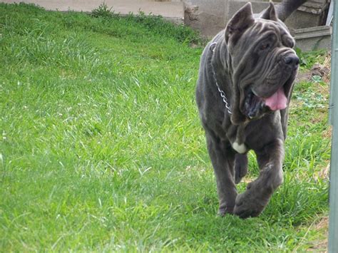 Neapolitan Mastiff Breed Guide Learn About The Neapolitan Mastiff