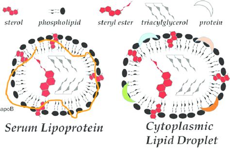 Cytoplasmic Lipid Droplet And Serum Lipoprotein Structures A Download Scientific Diagram