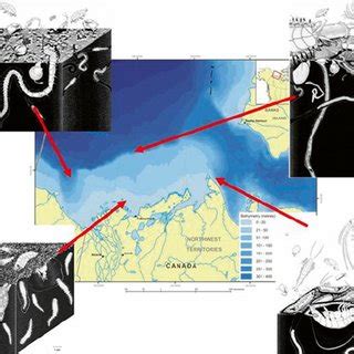 Dominant Macrofauna On The Canadian Beaufort Shelf Bottom Left