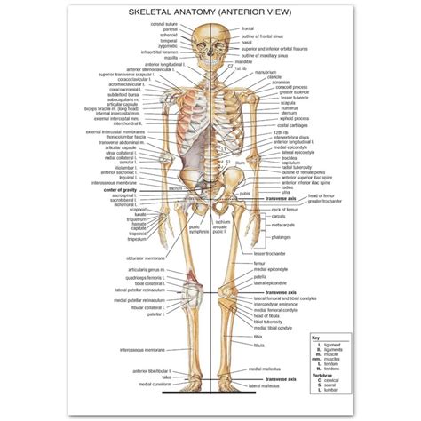 human body structure anatomy information top  art silk poster