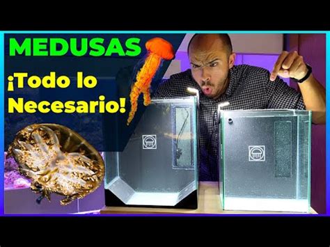 Transforma tu hogar en un fascinante acuario de medusas | Actualizado ...