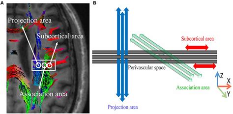 Frontiers Evaluation Of Glymphatic System Using Diffusion Mr