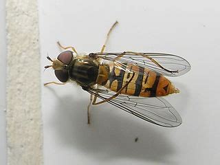 File Episyrphus Balteatus Syrphidae Diptera Wikimedia Commons