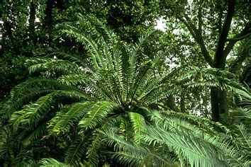 Cycads (C/N) – Jurassic-Pedia