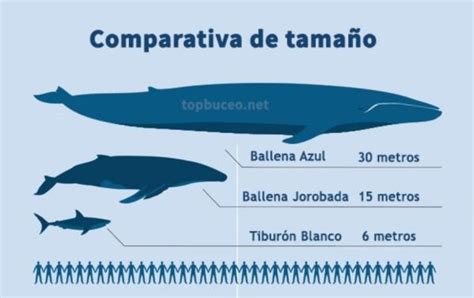 Los 10 Animales Marinos Más Grandes Del Mundo ¡descúbrelos Aquí