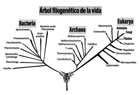 Microbiología Árbol Filogenético