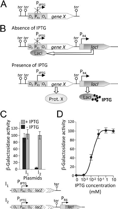 Design Of An Iptg Inducible Gene Expression System For M Xanthus A