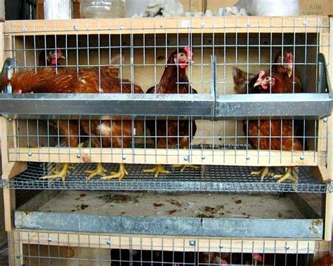 Cages For Laying Hens How To Do It Yourself Types And Sizes