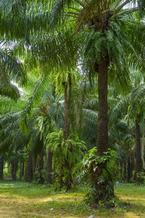 An oil palm plantation stock image. Image of plantation - 149771765