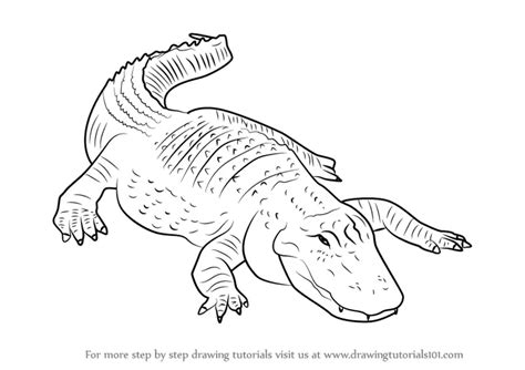 Learn How to Draw an American alligator (Reptiles) Step by Step ...