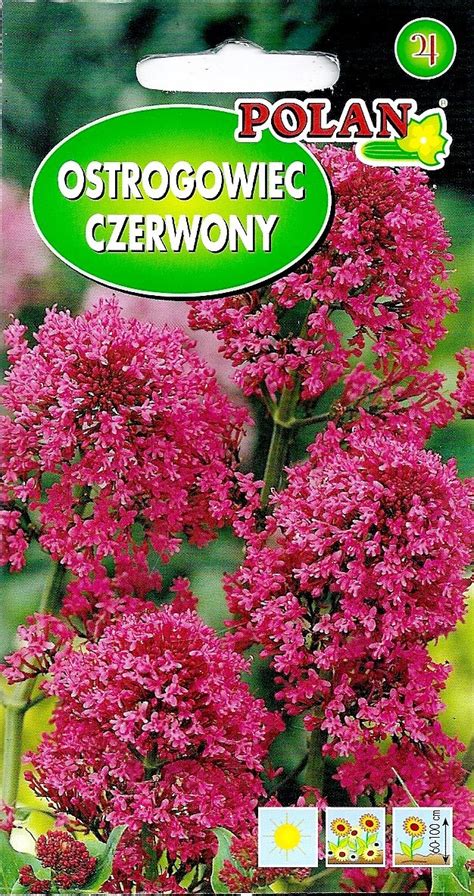 Ostrogowiec Czerwony Centranthus Niska Cena Na Allegropl