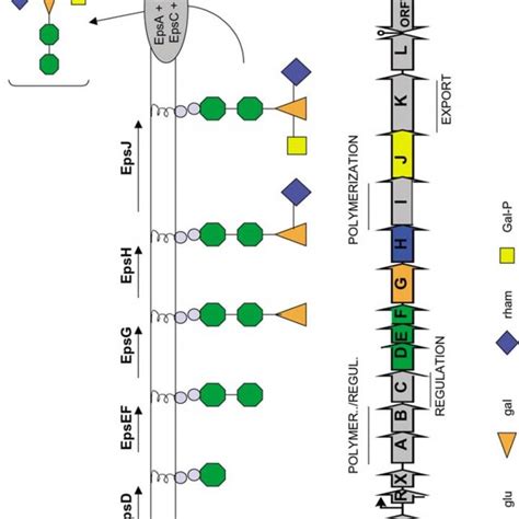 Schematic Representation Of The L Lactis Nizo B Eps Gene Cluster And