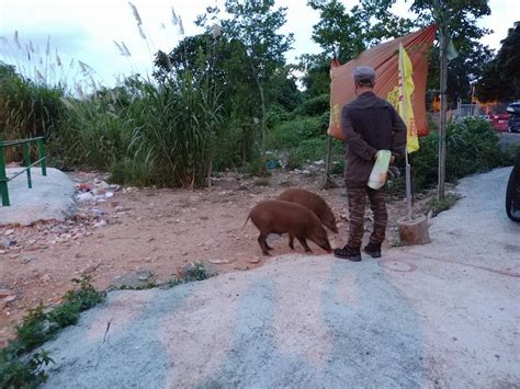 香港動物政策網誌 捕野豬行動拆散家庭 兩小野豬強遷郊外 豬媽媽中兩麻醉槍逃走