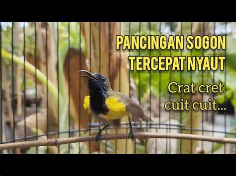 Crat Cret Cuit Cuit PANGGILAN SOGON PANCINGAN SOGON TERCEPAT AMPUH