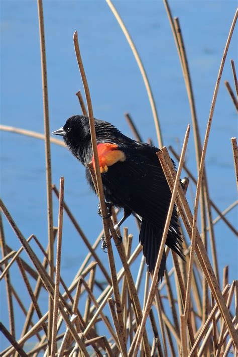 Red Winged Blackbird ©steve Frye Wild Bird Center Of Boulder Co