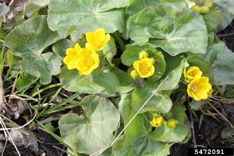 Yellow Marsh Marigold Caltha Palustris