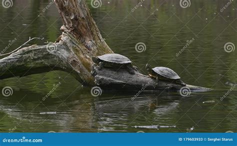 Pond Sliders Aka Red Eared Terrapin Turtles Trachemys Scripta Elegans