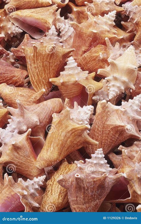 Conch Shells Stock Photo Image Of Shells Backgrounds 1129326