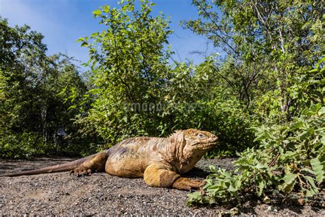 Adult Galapagos Land Iguana Conolophus Subcristatus Basking In Urbina