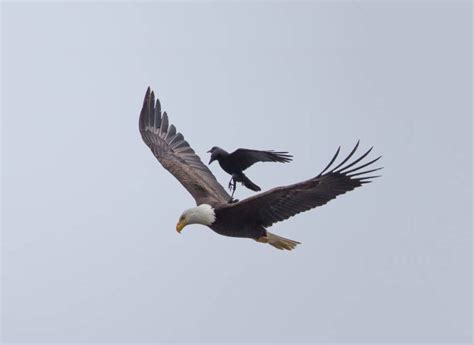 Once In A Lifetime Photos Show Fearless Crow Riding Bald Eagle Demilked