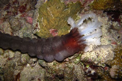 Synapta Maculata Sea Cucumber Spotted Worm Sea Cucumber Snake Sea