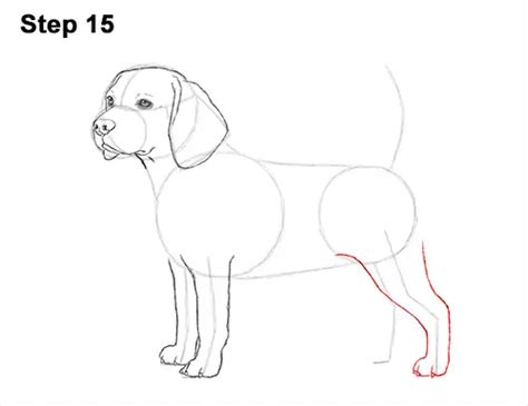 How To Draw A Beagle Video And Step By Step Pictures