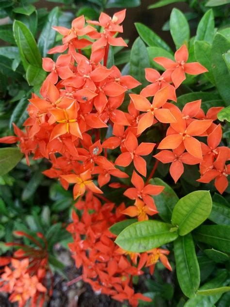 Santan Flower: Beautiful Orange Flower for Your Garden